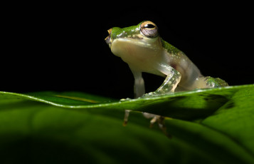 Картинка животные лягушки лягушка лист макро