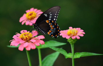 Картинка животные бабочки +мотыльки +моли бабочка