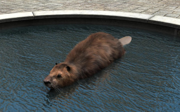 Картинка 3д+графика животные+ animals зверок