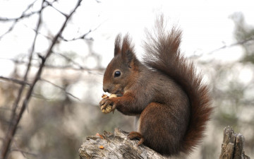 Картинка животные белки белка