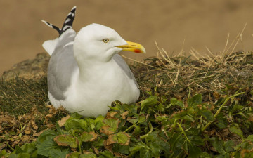Картинка животные Чайки +бакланы +крачки фон взляд чайка