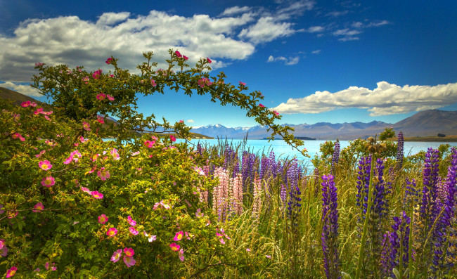 Обои картинки фото цветы, разные вместе, горы, облака, небо, луг, люпин, шиповник, море, красота