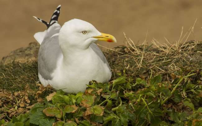 Обои картинки фото животные, Чайки,  бакланы,  крачки, фон, взляд, чайка