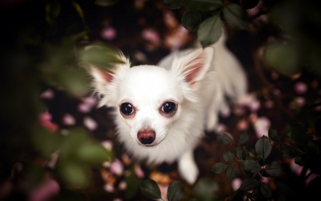 Обои картинки фото животные, собаки, друг, взгляд, собака