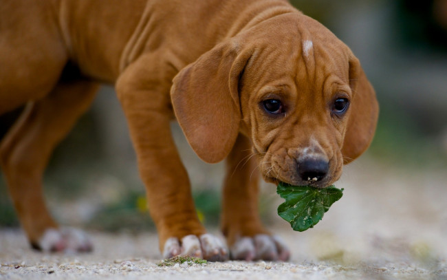 Обои картинки фото животные, собаки, собака, листик, пёс