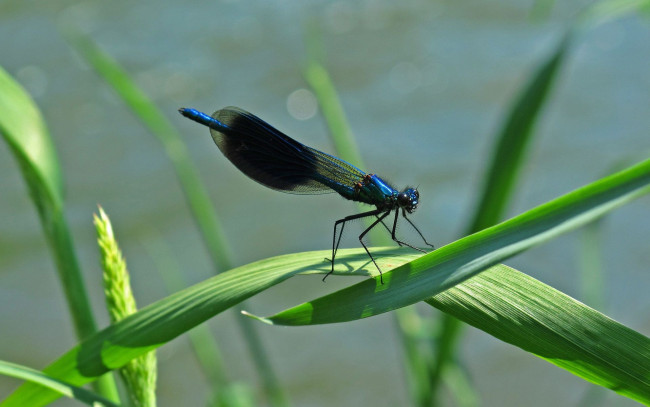 Обои картинки фото животные, стрекозы, травинка