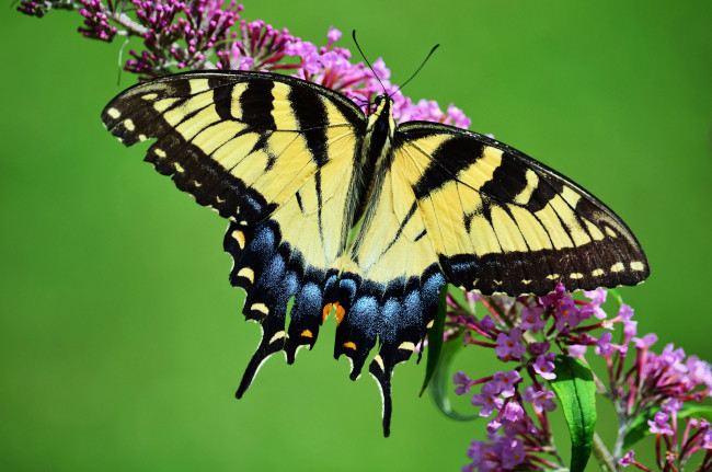 Обои картинки фото животные, бабочки,  мотыльки,  моли, бабочка