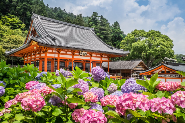 Обои картинки фото города, - здания,  дома, небо, цветы, здания, дом, красота