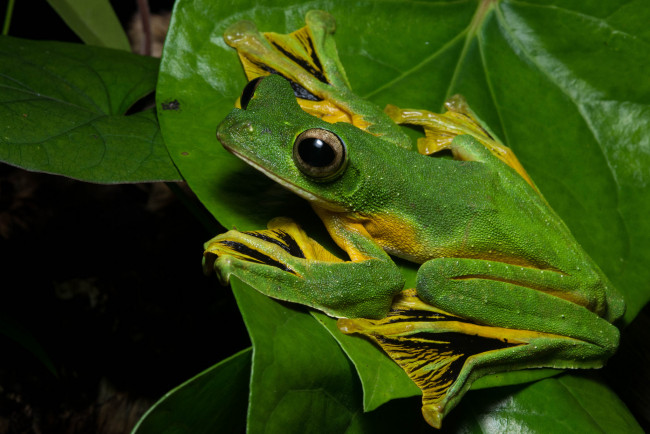 Обои картинки фото животные, лягушки, лягушка, лист, макро