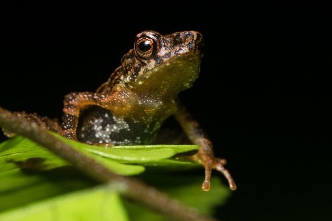 Обои картинки фото животные, лягушки, лягушка, ночь, лист, макро, чёрный, фон