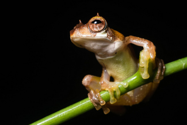 Обои картинки фото животные, лягушки, лягушка, веточка, макро