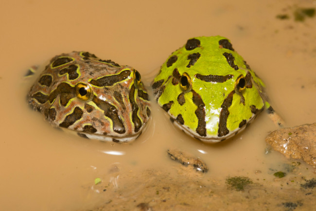 Обои картинки фото животные, лягушки, макро, пара, вода, лужа