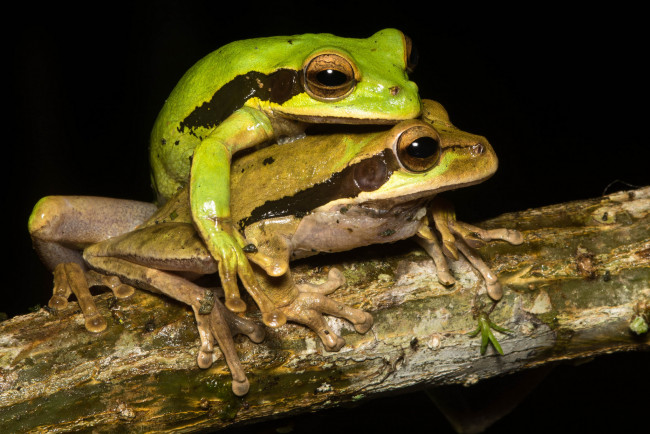 Обои картинки фото животные, лягушки, ветка, пара, спаривание, макро