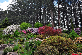 Картинка природа парк кусты цветущие