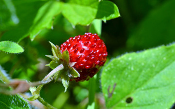 Картинка природа Ягоды земляника