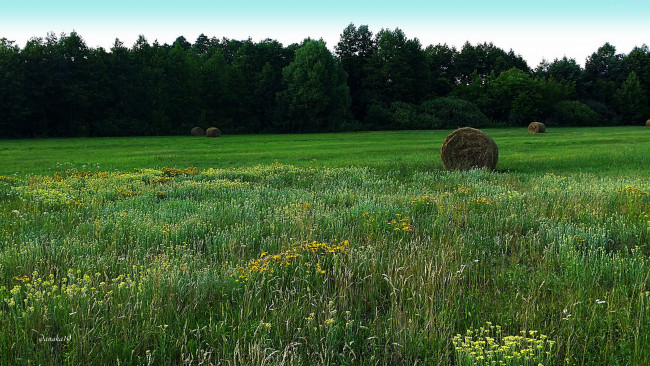 Обои картинки фото природа, луга, сено, лето, трава