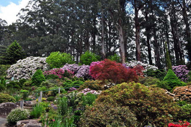 Обои картинки фото природа, парк, кусты, цветущие