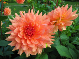 Картинка цветы цветок