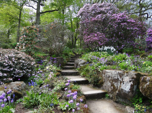 Картинка цветы цветущие+деревья+ +кустарники ступени камни