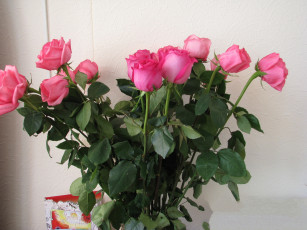 Картинка цветы розы белый фон