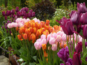 Картинка цветы тюльпаны разноцветные