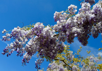 Картинка цветы глициния ветка