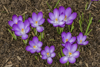 Картинка цветы крокусы цветок