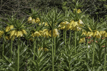 Картинка цветы рябчики цветок