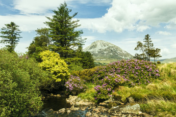 Картинка природа пейзажи цветы деревья водоем гора облака