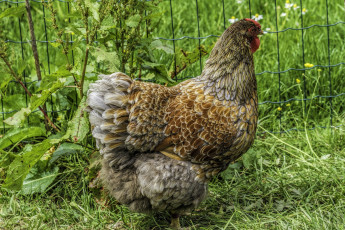 Картинка животные куры +петухи трава