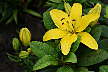 Картинка цветы лилии +лилейники petals lily bloom лепестки цветение