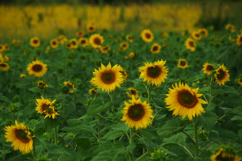 Картинка цветы подсолнухи подсолнух цветки лепестки цветение