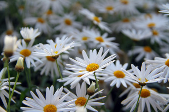 Картинка цветы ромашки капли цветение лепестки ромашка