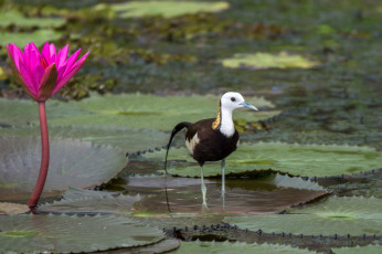 Картинка животные цапли +выпи вода ноги листья перья цапля
