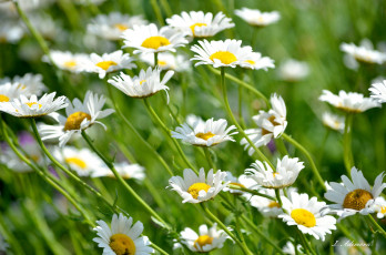 Картинка цветы ромашки лепестки цветение ромашка