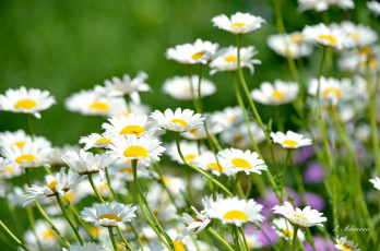 Картинка цветы ромашки лепестки цветение ромашка