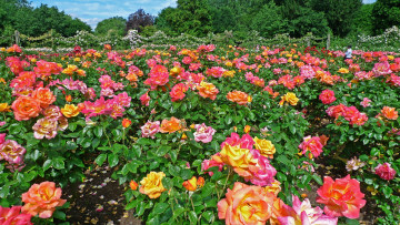 Картинка англия цветы розы цветок