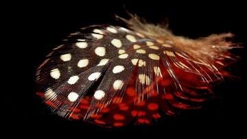 Картинка разное перья макро крапинки