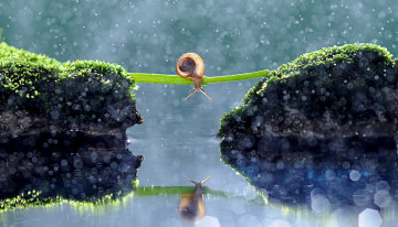 Картинка животные улитки отражение вода стебель улитка