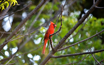 Картинка животные птицы клюв птица перья