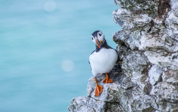 Картинка животные тупики тупик птица перья окрас