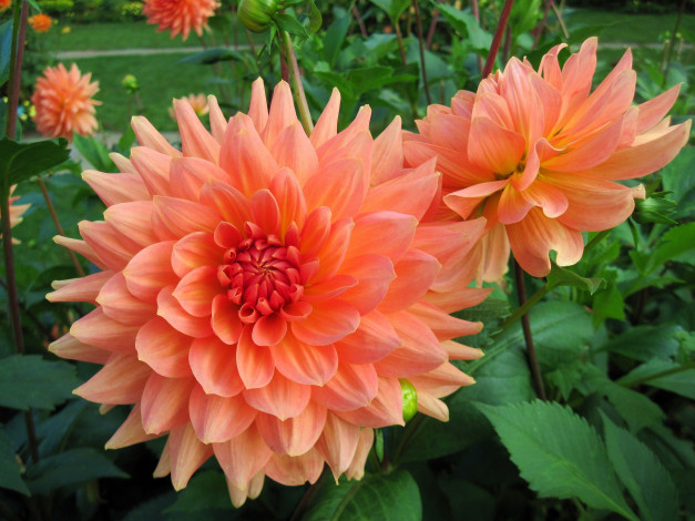 Обои картинки фото цветы, цветок