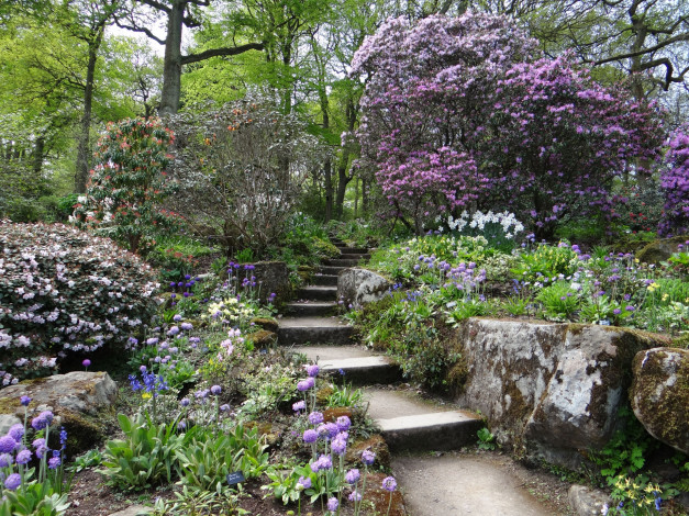 Обои картинки фото цветы, цветущие деревья ,  кустарники, ступени, камни