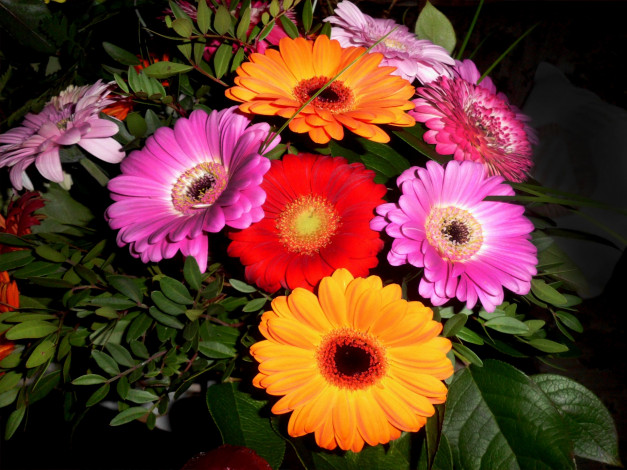 Обои картинки фото цветы, герберы, разноцветные