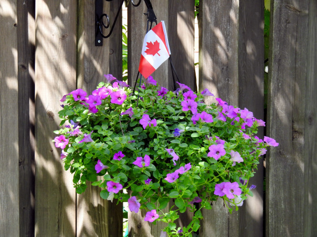 Обои картинки фото цветы, петунии,  калибрахоа, сурфиния