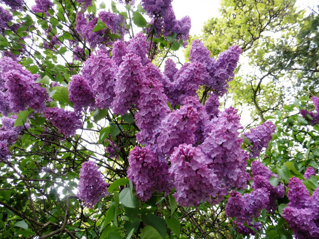 Обои картинки фото цветы, сирень, дерево