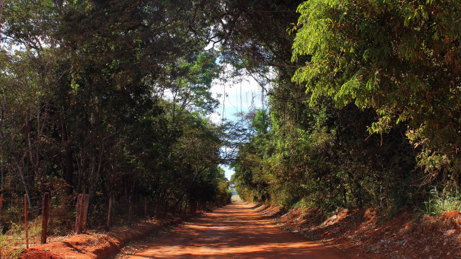 Обои картинки фото природа, дороги, дорога, деревья, грунтовая