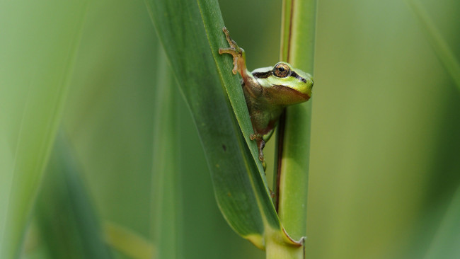 Обои картинки фото животные, лягушки, окрас, лист, лягушка, фон