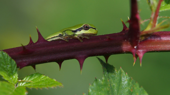 Обои картинки фото животные, лягушки, вода, окрас, лягушка