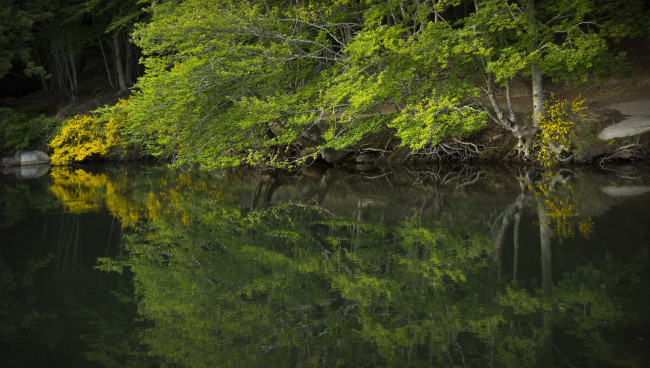 Обои картинки фото природа, реки, озера, лес, река
